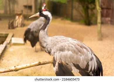 Sandhill Crane. Native American Bird A Species Of Large Crane Of North America.