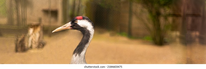 Sandhill Crane. Native American Bird A Species Of Large Crane Of North America.