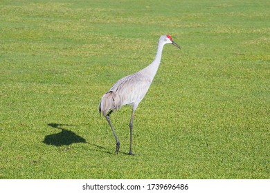 50 Golf Course Sandhill Crane Images Stock Photos Vectors Shutterstock 50 Golf Course Sandhill Crane Images Stock Photos Vectors Shutterstock