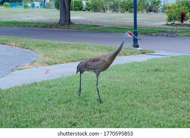 Sandhill Crane Is On The Road