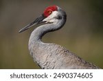 Sandhill Crane Portrait - The Everglades