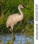 Sandhill Crane Posing in a Florida Pond