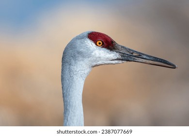 Sandhill Crane in profile with blurred background, animal portrait, eye, red, yellow, grey, migratory bird