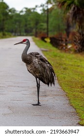 Sandhill Crane Standing In The Road