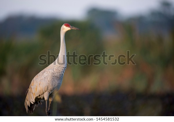 A Sandhill Crane\
stands tall in green grass with a smooth textured background of\
green marsh grasses.