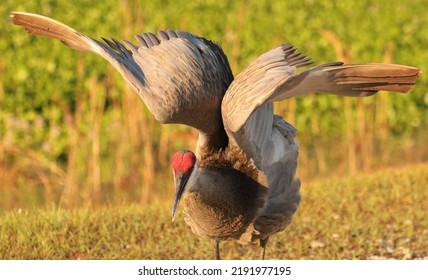 Sandhill Crane At Sweetwater Wetlands Park Gainesville FL