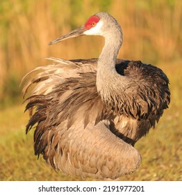 Sandhill Crane At Sweetwater Wetlands Park Gainesville FL