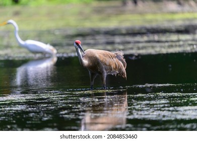 A sandhill crane wades in a marsh looking for food at Proud Lake State Park, near Commerce Charter Township, Michigan.