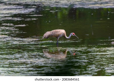 A sandhill crane wades in a pond looking for food at Proud Lake State Park, near Commerce Charter Township, Michigan.