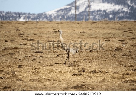 A sandhill crane walking in a field during spring in Sedan, Montana, with the Rocky Mountains in the background. 