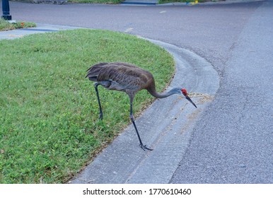 Sandhill Crane Is Walking On The Road