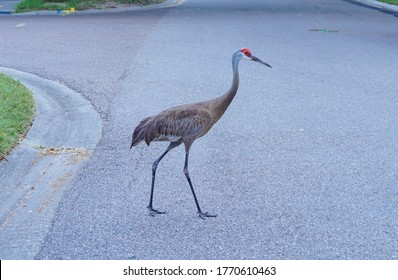 Sandhill Crane Is Walking On The Road