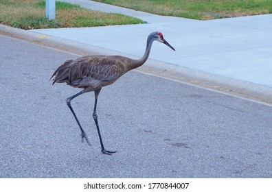 Sandhill Crane Is Walking On The Road