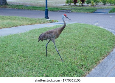 Sandhill Crane Is Walking On The Road