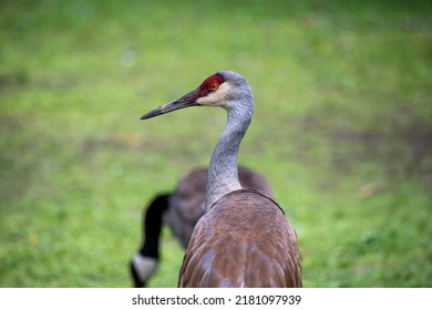 The Sandhill Crane(Antigone Canadensis) . Native American Bird A Species Of Large Crane Of North America 