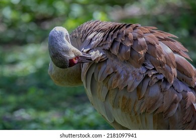 The Sandhill Crane(Antigone Canadensis) . Native American Bird A Species Of Large Crane Of North America 