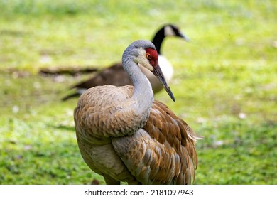 The Sandhill Crane(Antigone Canadensis) . Native American Bird A Species Of Large Crane Of North America 