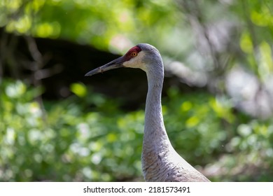 The Sandhill Crane(Antigone Canadensis) . Native American Bird A Species Of Large Crane Of North America 