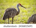 Sandhill Cranes. Adult Sandhill cranes are large birds of North America.  Sandhill Cranes are known to hang out at the edges of bodies of water.