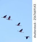 Sandhill cranes during spring migration