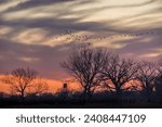 Sandhill cranes in the evening in North Platte, Nebraska