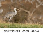 Sandhill Cranes feeding in a grass field