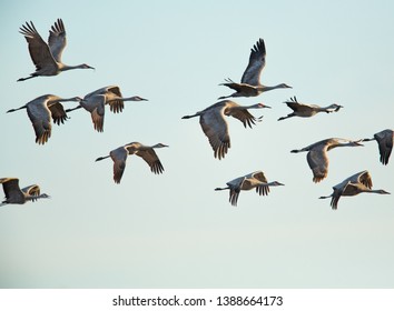 Sandhill Cranes In Flight, Platte River Nebraska