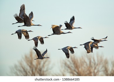 Sandhill Cranes In Flight, Platte River Nebraska