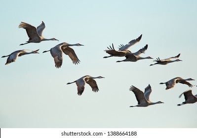 Sandhill Cranes In Flight, Platte River Nebraska