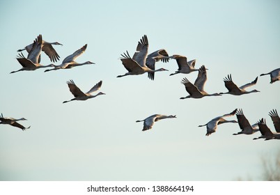 Sandhill Cranes in flight, Platte River Nebraska - Shutterstock ID 1388664194