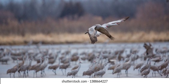 Sandhill Cranes In Flight, Platte River Nebraska