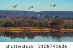 Sandhill Cranes flying over Hiwassee Wildlife Refuge in Birchwood Tennessee.