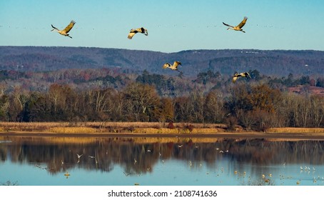 Sandhill Cranes flying over Hiwassee Wildlife Refuge in Birchwood Tennessee. - Shutterstock ID 2108741636