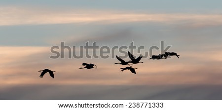 It Was Twilight And Sandhill Cranes >> Sandhill Cranes Flying Roost Twilight Bernardo Stock Photo Edit Now It Was Twilight And Sandhill Cranes >> Sandhill Cranes Flying Roost Twilight Bernardo Stock Photo Edit Now