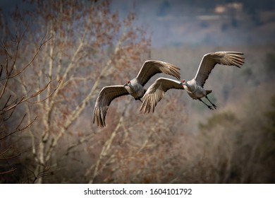 Sandhill Cranes Flying In Sync