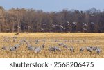 Sandhill cranes glide over and feed in a recently harvested field. Flying cranes fill the sky while others feed on the recently plowed corn field.