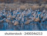 Sandhill cranes, Grus canadensis, Socorro, Bosque del Apache, New Mexico, United States of America, North America