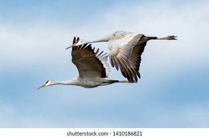 93 Hiwassee wildlife refuge Images, Stock Photos & Vectors | Shutterstock