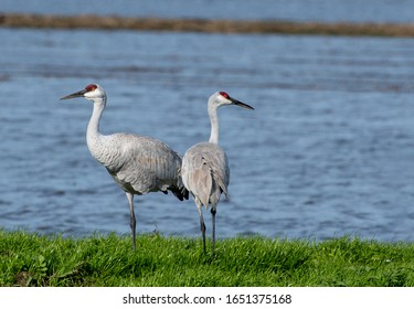 Sandhill Cranes In Lodi, California