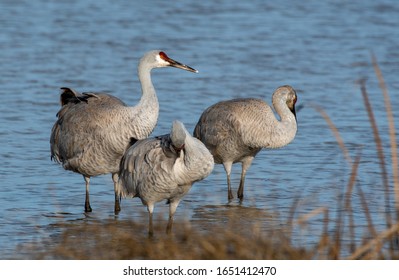 Sandhill Cranes In Lodi, California