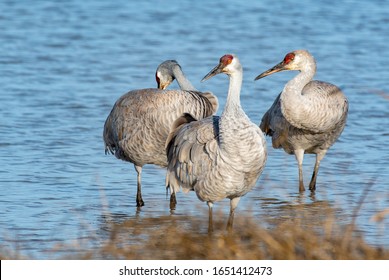 Sandhill Cranes In Lodi, California