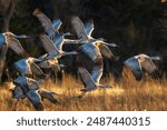 Sandhill Cranes on the Platte River in Nebraska during March migration.