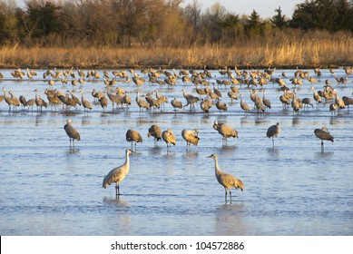 Sandhill cranes in the Platte River waking up and grooming on a sunny spring morning