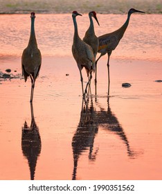 Sandhill cranes with reflections at sunset