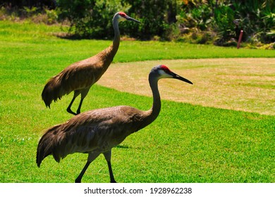 Sandhill cranes in Stuart Florida
