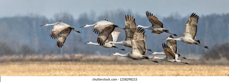 Sandhill Cranes In Epic Oak Grove >> Kenneth Keifer S Portfolio On Shutterstock Sandhill Cranes In Epic Oak Grove >> Kenneth Keifer S Portfolio On Shutterstock