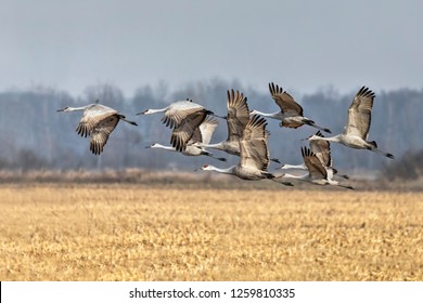 Sandhill Cranes In Epic Oak Grove >> Kenneth Keifer S Portfolio On Shutterstock Sandhill Cranes In Epic Oak Grove >> Kenneth Keifer S Portfolio On Shutterstock