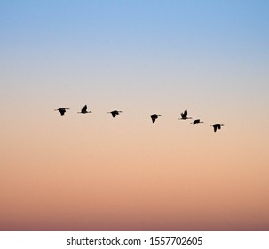 Sandhill Cranes At Whitewater Draw