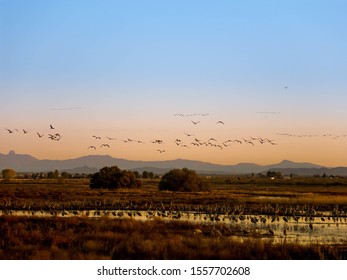 Sandhill Cranes At Whitewater Draw