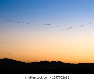 Sandhill Cranes At Whitewater Draw